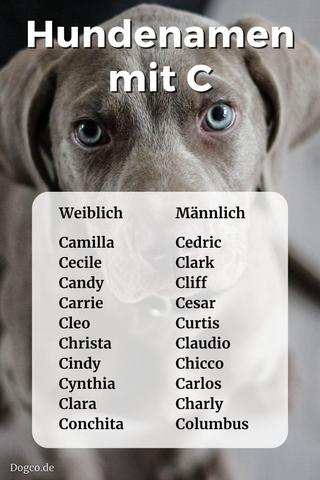 Außergewöhnliche weibliche Hundenamen und ihre Herkunft und Bedeutung Außergewöhnliche weibliche Hundenamen und ihre Herkunft und Bedeutung