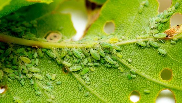 Blattläuse bekämpfen: 6 wirksame Maßnahmen im Überblick Blattläuse bekämpfen: 6 wirksame Maßnahmen im Überblick