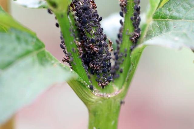 Was tun bei Blattläusen? 6 natürliche Lösungen Was tun bei Blattläusen? 6 natürliche Lösungen