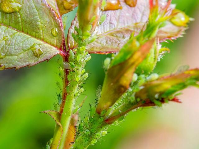 Hausmittel gegen Blattläuse: 6 einfache und natürliche Methoden Hausmittel gegen Blattläuse: 6 einfache und natürliche Methoden