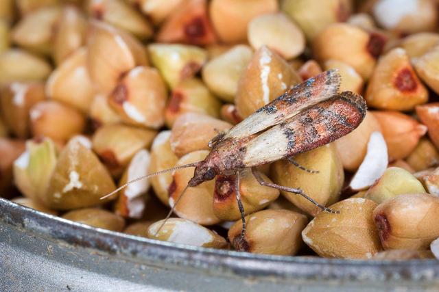 Natürliche Mittel gegen Lebensmittelmotten: Tipps und Tricks