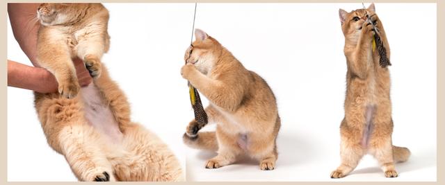 Wann ist der richtige Zeitpunkt für die Kastration einer Katze? Wann ist der richtige Zeitpunkt für die Kastration einer Katze?