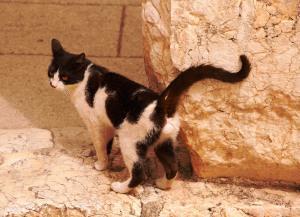 Markieren beim Kater: Zu welchem Zeitpunkt beginnt es?