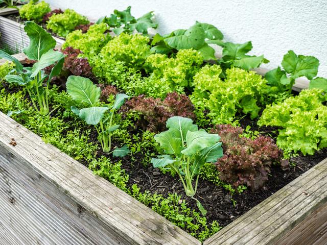 Wann ist der beste Zeitpunkt, um Salat im Hochbeet anzupflanzen? Wann ist der beste Zeitpunkt, um Salat im Hochbeet anzupflanzen?