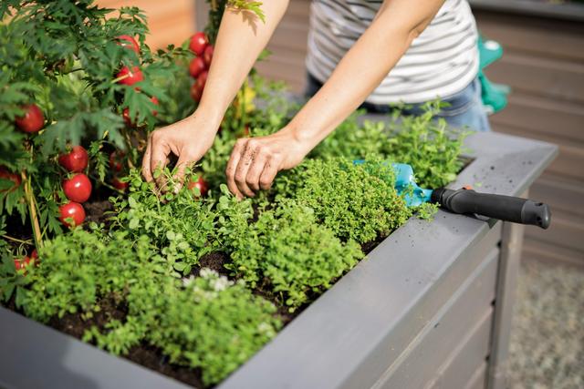 Ab wann Salat pflanzen? Tipps für das Anbauen von Salat im Hochbeet