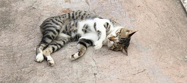 Wann beginnt die Rolligkeit bei Katzen?