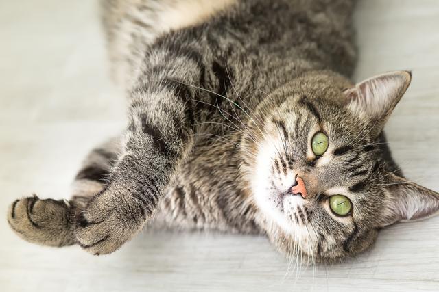 Die besten Lösungen für rollige Katzen