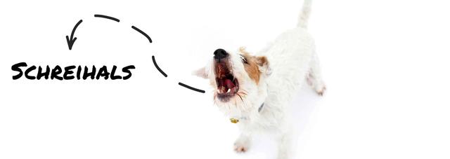 Schritt für Schritt: So können Sie Ihrem Hund das Bellen abgewöhnen