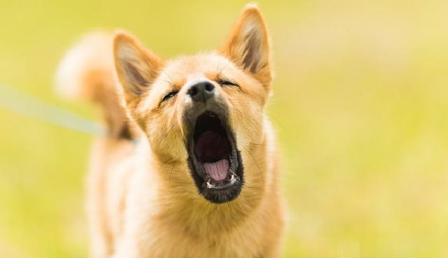 Hintergründe und Lösungsansätze: So gewöhnen Sie Ihrem Hund das Bellen ab