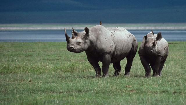 Die traurige Wahrheit: Wie stark ist der Rückgang der Nashornbestände? Die traurige Wahrheit: Wie stark ist der Rückgang der Nashornbestände?