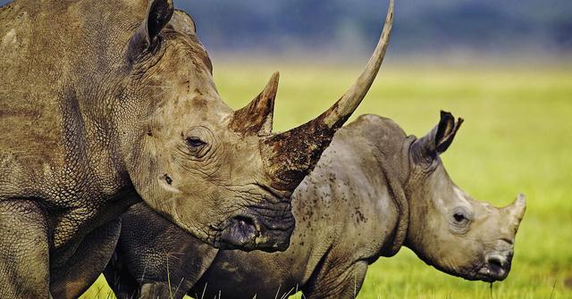 Schutzmaßnahmen für Nashörner: Was unternimmt der WWF, um die Population zu erhalten? Schutzmaßnahmen für Nashörner: Was unternimmt der WWF, um die Population zu erhalten?