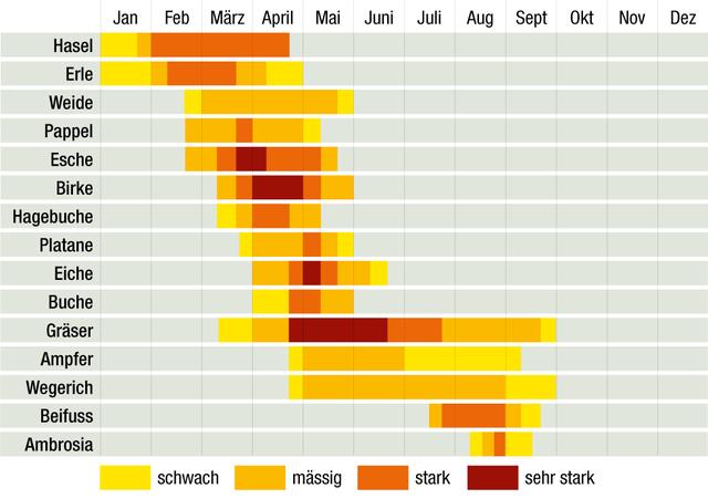 Pollenflug im Blick: Was blüht gerade und belastet Allergiker?
