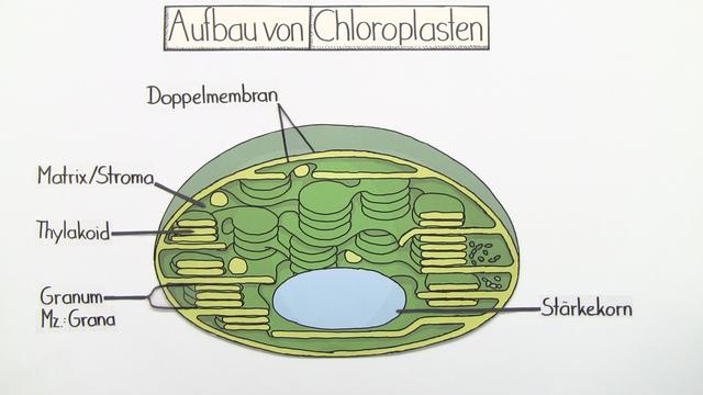 Die Bedeutung der Chloroplasten in der Pflanzenzelle Die Bedeutung der Chloroplasten in der Pflanzenzelle