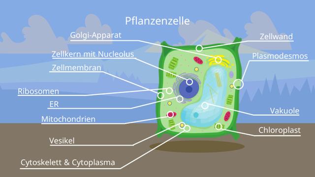 Chloroplasten: Die Kraftwerke der Pflanzenzellen Chloroplasten: Die Kraftwerke der Pflanzenzellen