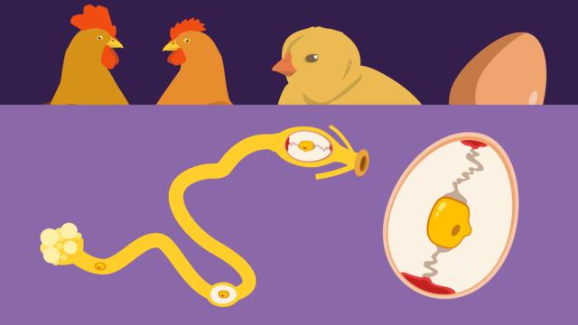 Die Paarung und Befruchtung bei Vögeln: Ein genauer Blick auf den Fortpflanzungsprozess