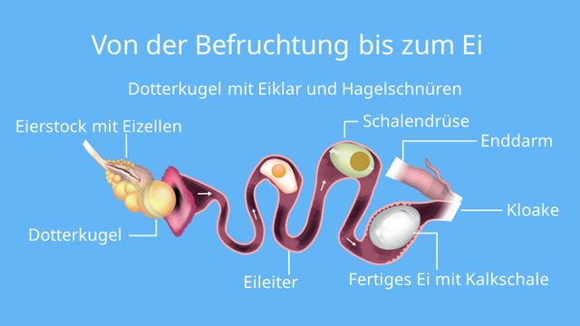 Wie erfolgt die Befruchtung bei Vögeln?