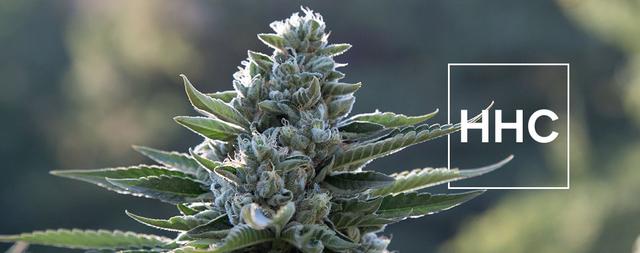 HHCP kaufen: Was du vor dem Kauf wissen solltest HHCP kaufen: Was du vor dem Kauf wissen solltest