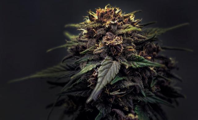 Mäuseanus-Studie enthüllt Erkenntnisse über Cannabinoid-Wirkung: Was das mit HHCP zu tun hat Mäuseanus-Studie enthüllt Erkenntnisse über Cannabinoid-Wirkung: Was das mit HHCP zu tun hat