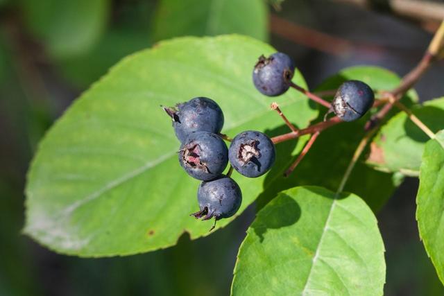 Alles, was du über die Juneberry wissen musst: Eine Einführung Alles, was du über die Juneberry wissen musst: Eine Einführung