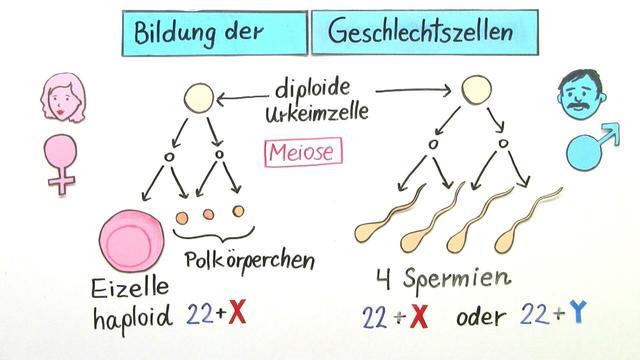 Gameten: Männliche Spermien und weibliche Eizellen erklärt Gameten: Männliche Spermien und weibliche Eizellen erklärt