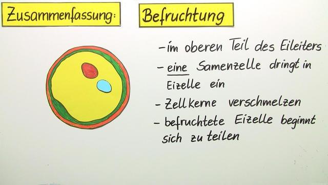 Keimzellen: Die Grundlage des Lebens Keimzellen: Die Grundlage des Lebens