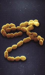 Pneumokokken-Erkrankungen verstehen: Prävention durch Impfungen