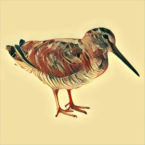 Was ist eine Schnepfe? Definition und semantische Bedeutung Was ist eine Schnepfe? Definition und semantische Bedeutung