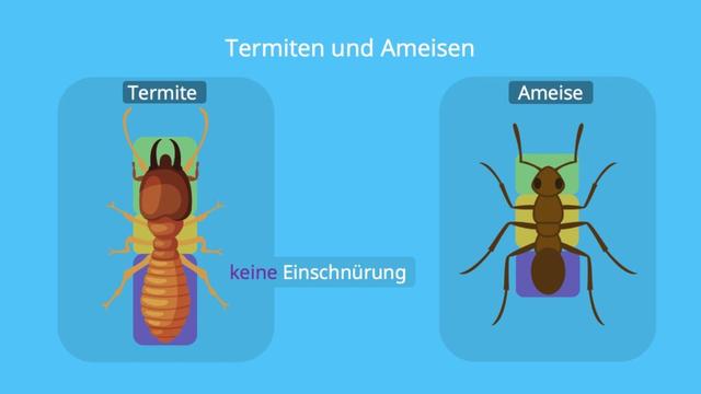 Termiten: Soziale Insekten mit komplexer Struktur Termiten: Soziale Insekten mit komplexer Struktur
