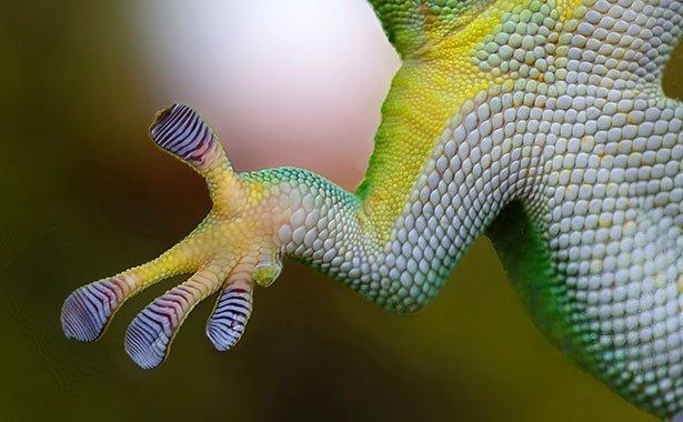 4. Die Rolle der Van-der-Waals-Kräfte bei Geckos 4. Die Rolle der Van-der-Waals-Kräfte bei Geckos