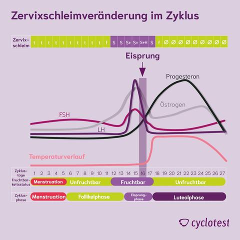 Der Einfluss von spinnbarem Zervixschleim auf die Bestimmung des Eisprungzeitpunkts Der Einfluss von spinnbarem Zervixschleim auf die Bestimmung des Eisprungzeitpunkts