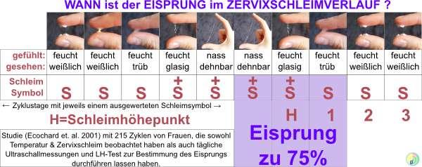 Zervixschleim: Wann ist er spinnbar und wann findet der Eisprung statt? Zervixschleim: Wann ist er spinnbar und wann findet der Eisprung statt?