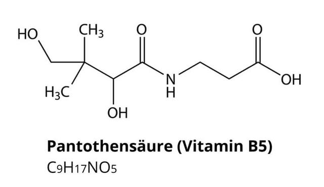 Wo findet man Pantothensäure und wie viel brauchen wir davon? Wo findet man Pantothensäure und wie viel brauchen wir davon?