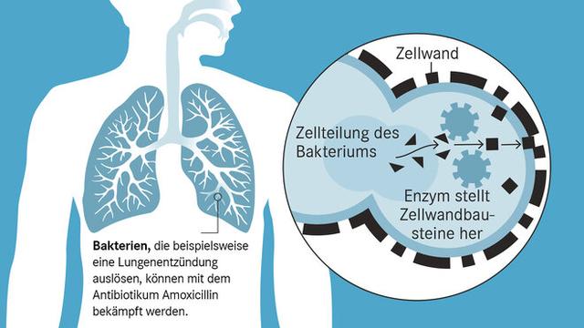 Dosierungsempfehlungen und Nebenwirkungen von Amoxicillin Dosierungsempfehlungen und Nebenwirkungen von Amoxicillin