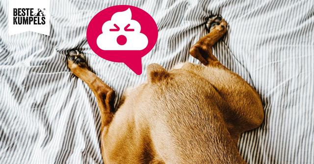 Tipps zur Vorbeugung von Problemen mit der Selbstentleerung der Analdrüse beim Hund Tipps zur Vorbeugung von Problemen mit der Selbstentleerung der Analdrüse beim Hund