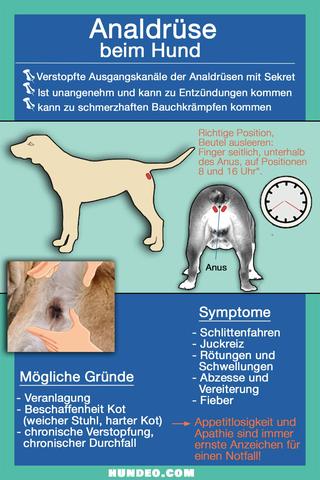 Wie kann man eine spontane Entleerung der Analdrüse beim Hund fördern? Wie kann man eine spontane Entleerung der Analdrüse beim Hund fördern?