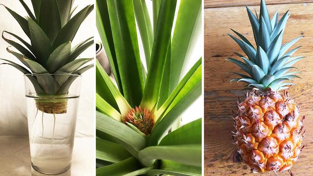 Geduld zahlt sich aus: So ziehen Sie Ihre eigene Ananas