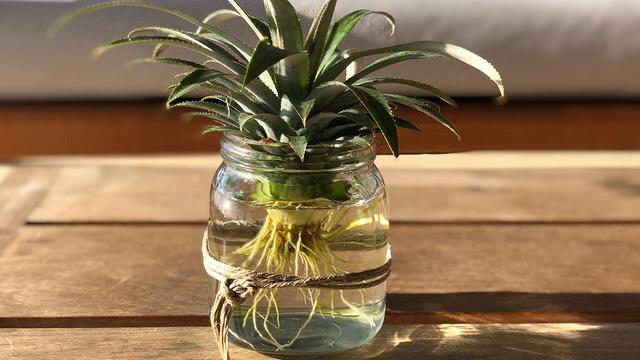 Ananas selber ziehen: Schritt-für-Schritt Anleitung für Hobbygärtner