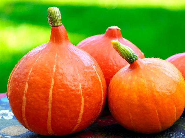 Giftige Kürbisse im eigenen Garten: Was Sie wissen sollten Giftige Kürbisse im eigenen Garten: Was Sie wissen sollten