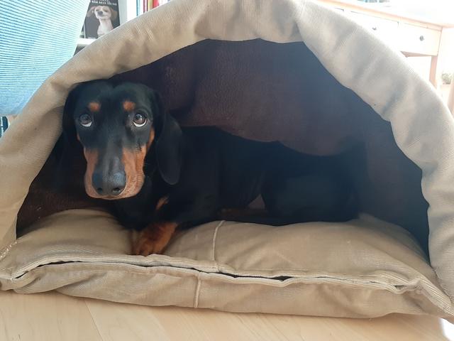 Hundehöhle selber machen: Schritt-für-Schritt Anleitung für ein maßgeschneidertes Versteck