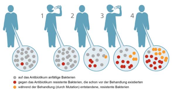 Resistenzentwicklung verhindern: Die Rolle der Therapiedauer bei antibiotikaresistenten Bakterien