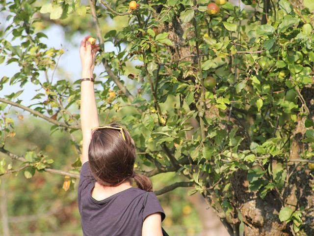 Äpfel selber ernten ohne Kosten - Nutzen Sie die Mundraub-Karte Äpfel selber ernten ohne Kosten - Nutzen Sie die Mundraub-Karte