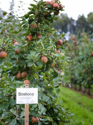 Kostenlose Möglichkeit zum Selberpflücken von Äpfeln in Ihrer Nähe Kostenlose Möglichkeit zum Selberpflücken von Äpfeln in Ihrer Nähe