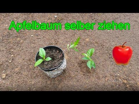 Apfelbäume Selbst Ziehen