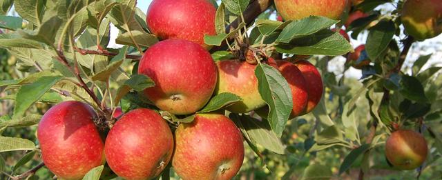 Frische Bio-Äpfel direkt vom Baum: Selbstpflücken für Familien und Gruppen