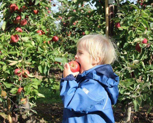 Selbstpflücken von Äpfeln: Genießen Sie den Herbstspaß im Alten Land