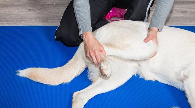 Effektive Hilfe bei Arthrose beim Hund - Tipps und Tricks Effektive Hilfe bei Arthrose beim Hund - Tipps und Tricks