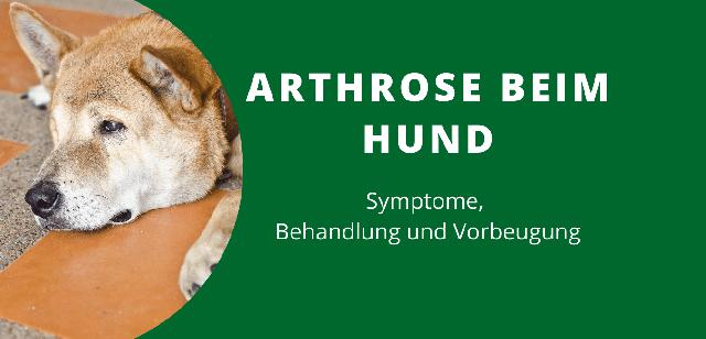 Arthrose beim Hund: Ursachen, Symptome und wirksame Behandlungsmethoden Arthrose beim Hund: Ursachen, Symptome und wirksame Behandlungsmethoden