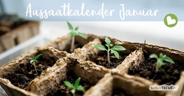 Aussaat im Januar: Diese Pflanzen können jetzt gesät werden