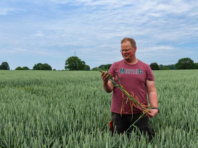 Schwierige Ernte für heimische Bauern wegen Regensommer Schwierige Ernte für heimische Bauern wegen Regensommer