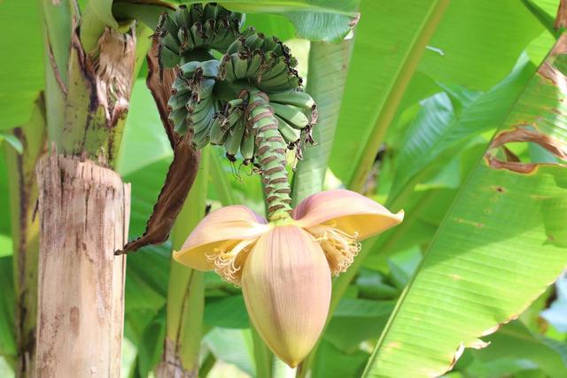 Bananenbaum selber züchten: So gelingt es Ihnen!